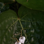 Daku Leaf Drop Earrings