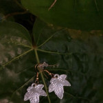 Naked Leaf Drop Earrings